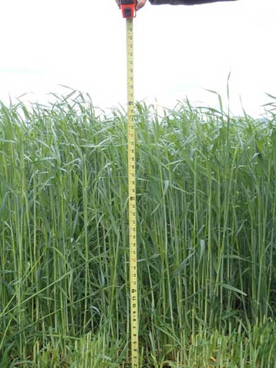 Cover Crops _Covercropheightatharvest